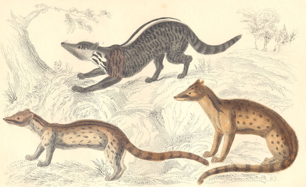 MAMMALS. Zibet; Fossane; Malacca Genet. GOLDSMITH. Hand coloured 1870 print